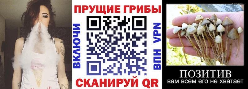 закладки  Зеленокумск  Галлюциногенные грибы MAGIC MUSHROOMS 