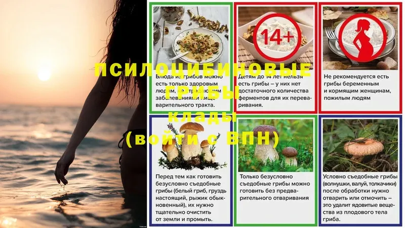 mega вход  Зеленокумск  Галлюциногенные грибы Psilocybe 